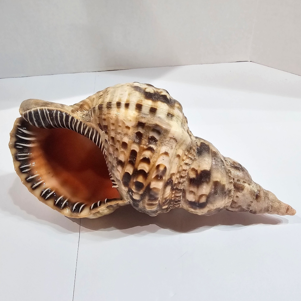 Triton Conch Seashell Trumpeted Shell Beautiful Markings Large Size 9"×4.75×3.5"